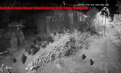 Elazığ’da Aç Kalan Domuz Sürüsü Bahçeye Girdi: O Anlar Kamerada!