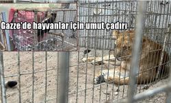 Gazze’de hayvanlar için umut çadırı: Savaşın ortasında bir adam ve kalan canlar