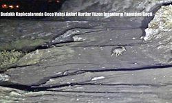 Budaklı Kaplıcalarında Gece Vahşi Anlar! Kurtlar Yüzen İnsanların Yanından Geçti