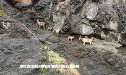 Oltu’da yaban keçileri dronla görüntülendi