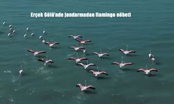 Erçek Gölü’nde jandarmadan flamingo nöbeti