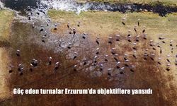 Göç eden turnalar Erzurum'da objektiflere yansıdı