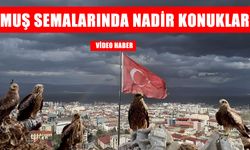 Muş’ta 'kara çaylak'lar yeniden görüldü