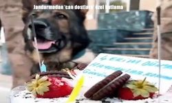 Jandarmadan ‘can dostlara’ özel kutlama