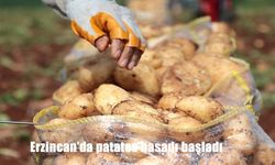 Erzincan’da patates hasadı başladı