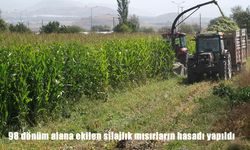 98 dönüm alana ekilen silajlık mısırların hasadı yapıldı