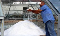 Erzincan’ın dağlarından sofralara