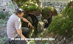 300 yıllık dut ağacında dikkat çeken detay