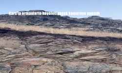 Kars'ta ormanların hayaleti vaşak kameraya yansıdı