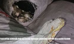Tunceli'de endemik dağ sarımsağı toplayan şüpheliye 557 bin lira cezası kesildi