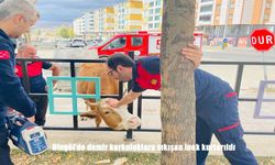 Bingöl'de demir korkuluklara sıkışan inek kurtarıldı