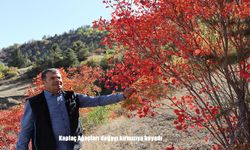 Kaplaç Ağaçları doğayı kırmızıya boyadı