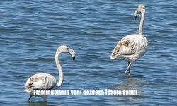 Flamingoların yeni gözdesi: İskele sahili