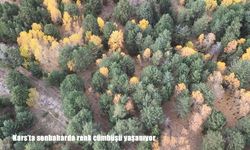 Kars’ta Sonbahar Büyüsü: Sarıkamış Sarıçam Ormanları Renk Cümbüşüne Büründü