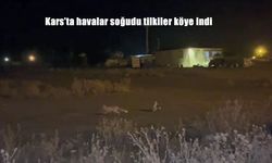 Kars’ta havalar soğudu tilkiler köye indi
