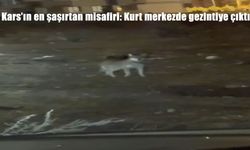 Kars'ın en şaşırtan misafiri: Kurt merkezde gezintiye çıktı