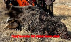 250 Kiloluk Domuz Avcıları Şaşırttı