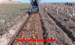 Erciş'te Kışlık Patates Hasadı Başladı