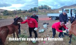 Hakkari’de ayağı kırık at kurtarıldı