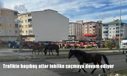 Trafikte başıboş atlar tehlike saçmaya devam ediyor