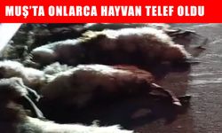 Muş’ta otomobil sürüye çarptı, onlarca koyun telef oldu