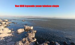 Van Gölü Kıyısında Yoğun Yosun Tabakası Oluştu