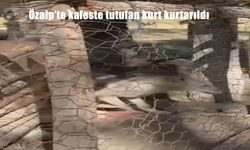 Özalp'te kafeste tutulan kurt kurtarıldı