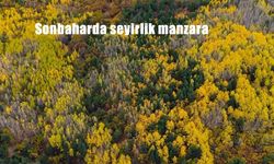 Sonbaharda seyirlik manzara