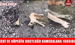 Muş’ta kedi ve köpeğin dostluğu kameralara yansıdı