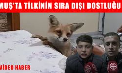 Muş’ta sıra dışı dostluk: Tilki her akşam aynı eve gidiyor