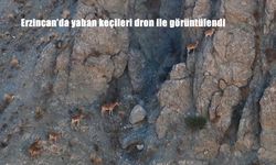 Erzincan’da yaban keçileri dron ile görüntülendi