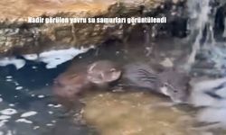 Nadir görülen yavru su samurları görüntülendi
