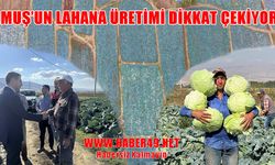 Muş’ta lahana hasadı sürüyor: İl Tarım Müdürü Gönç üreticilerle buluştu