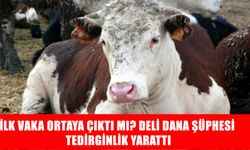 Beyni süngere çeviren hastalık Türkiye’yi alarma geçirdi: Bolu’da ‘deli dana’ şüphesi