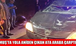 Muş’ta otomobilin çarptığı at telef oldu, 2 kişi yaralandı