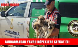 Muş’ta ormanlık alana terk edilen köpek yavruları kurtarıldı