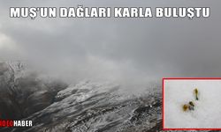 Muş’ta dağlar beyaza büründü!
