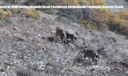 Tunceli’de Nesli Tehlike Altındaki Vaşak Yavrularıyla Görüntülendi! Fotokapan Heyecan Yarattı