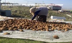 Ağrı’da kışlık patatesler geleneksel yöntemle toprağa gömülerek korunuyor