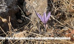 Ölbe Vadisi’nde sonbaharda nadir çiğdemler görüntülendi