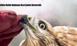 Erzurum’da Sağlığına Kavuşan Kızıl Şahin Doğaya Bırakıldı