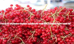 Erzincan’da Şifa Deposu Gilaburu Tezgâhlarda Yerini Aldı: Vatandaşlardan Yoğun İlgi