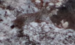 Tunceli’de vaşak görüntülendi