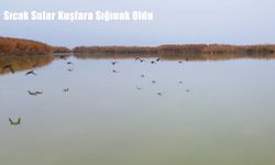 Bitlis’te Kış Öncesi Kuş Göçü Sıcak Sularda Yoğunlaştı