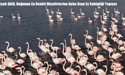 Flamingoların Erçek Gölü’ndeki Konaklama Süresi Uzadı: Bölge Havadan Görüntülendi