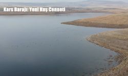 Kars Barajı Göçmen Kuşların Yeni Sığınağı Oldu