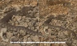 Elazığ’da Tek Isırığı Ölümcül Olan Dev Engerek Yılanı Kamerada!