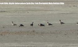 Erçek Gölü, Küçük Sakarcaların Zorlu Göç Yolu Üzerindeki Mola Noktası Oldu