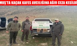 Muş’ta kaçak kafes avcılığı yapan şahıs suç üstü yakalandı