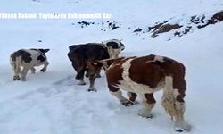 Hizan’da Yayladaki Hayvanlar Ani Kar Yağışına Yakalandı